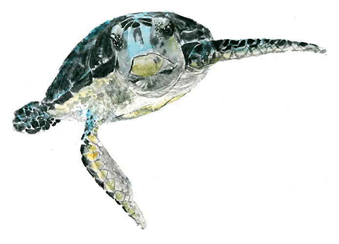 695x500 Sea Turtle Art Print (8x10).