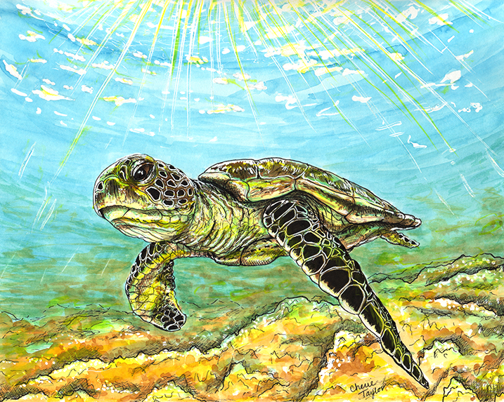 717x573 Original X Sea Turtle Watercolor Painting Cherie Taylor