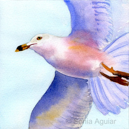 431x430 Original Bird Watercolor Free Seagull Acuarela