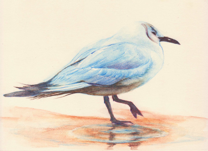800x581 Seagull Watercolor Pencil By Phantastes
