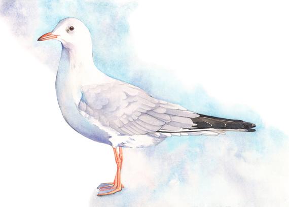 570x408 Seagull Print Of Watercolor Painting S1816 Seagull Watercolor Etsy