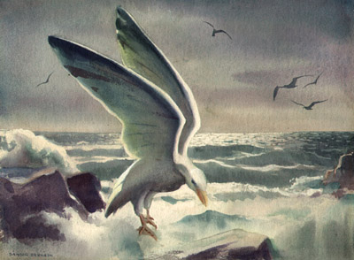 400x294 Fine Art, Sandor Bernath, Seagulls, Watercolor, C. 1950 George