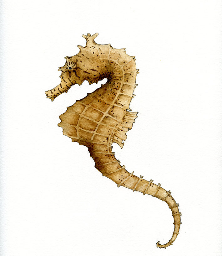 710x817 How To Draw And Paint A Seahorse Step By Step