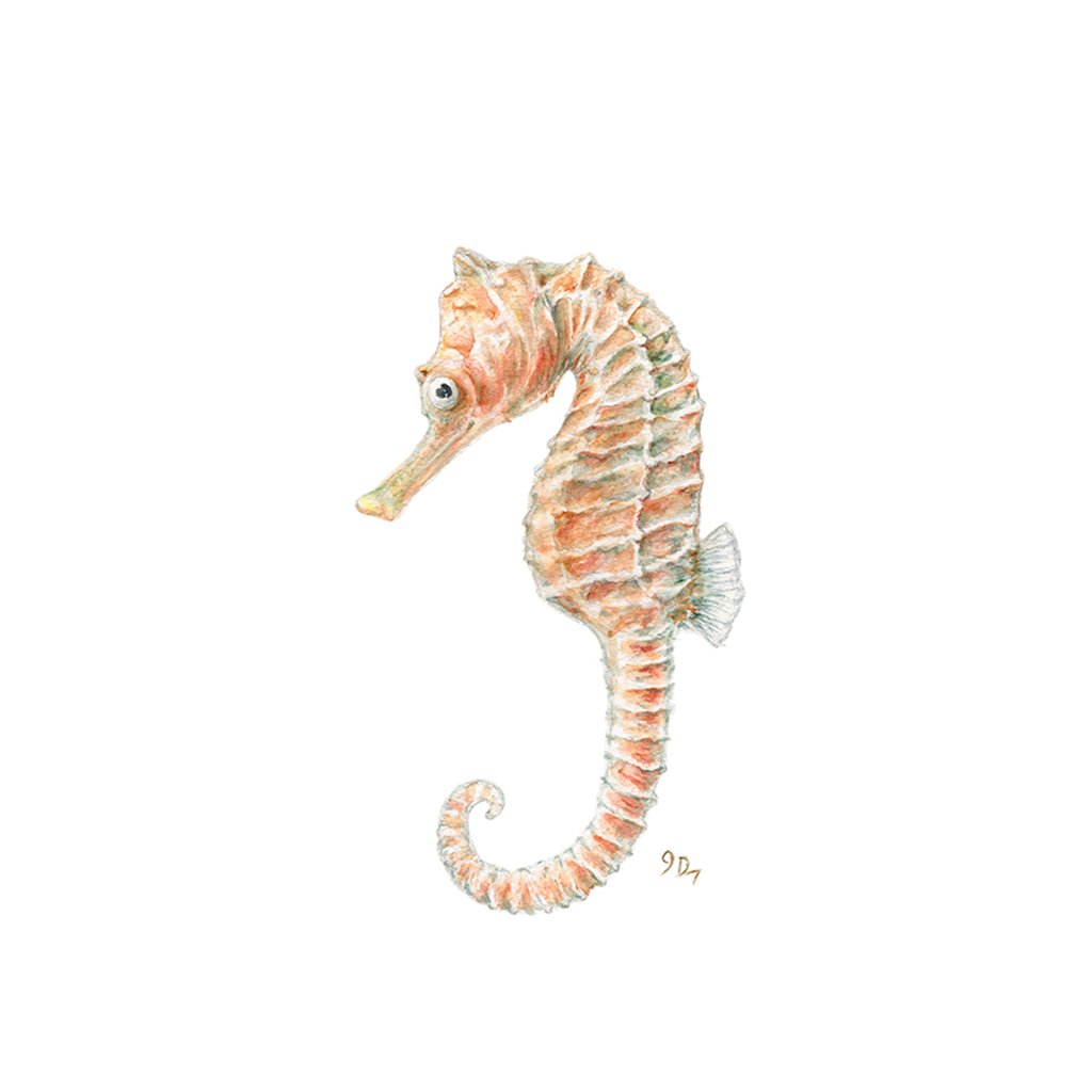 Seahorse Watercolor Painting at GetDrawings | Free download