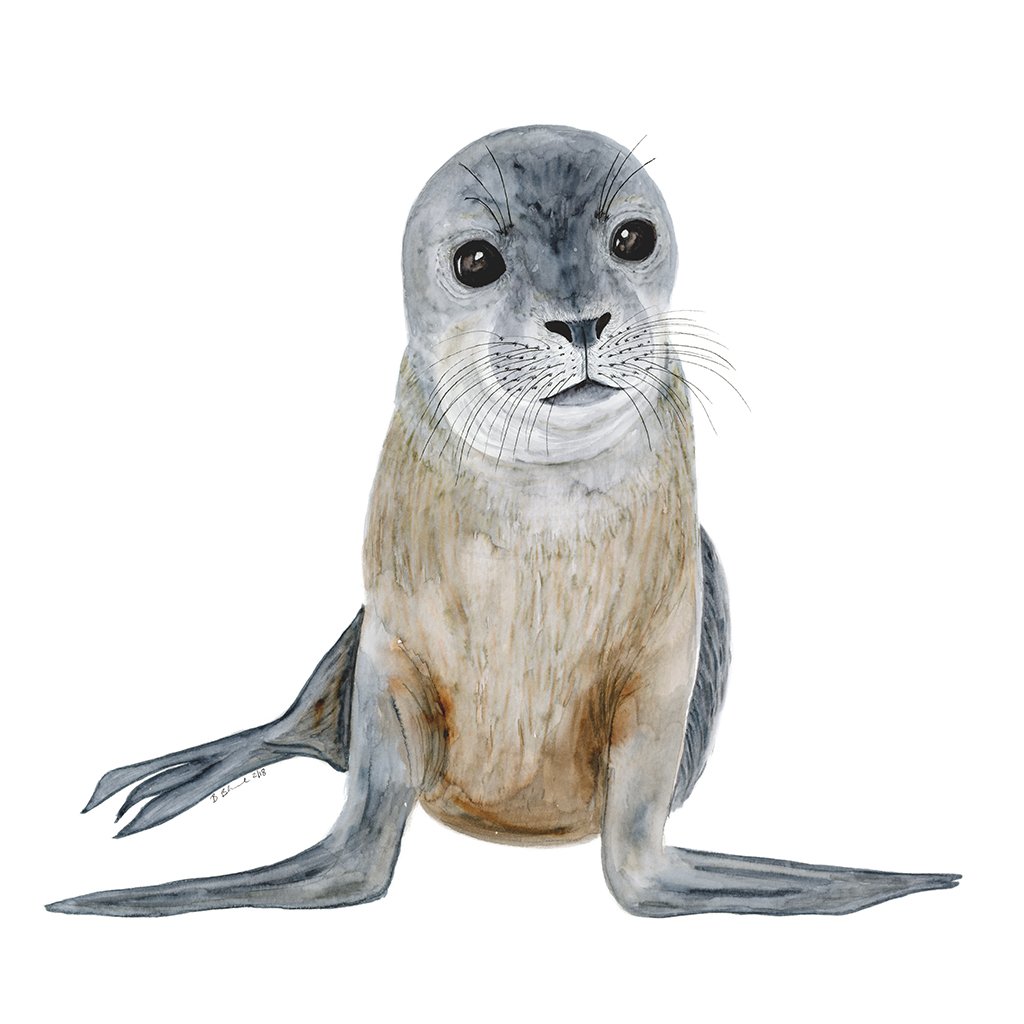 1024x1024 Baby Monk Seal Watercolor Animal Nursery Art Tiny Toes Design