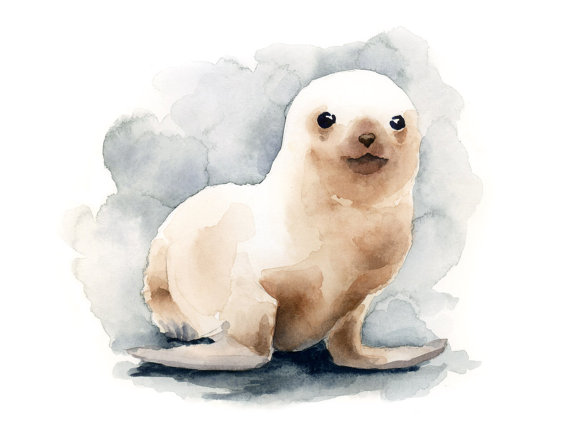 570x440 Seal Pup Art Print