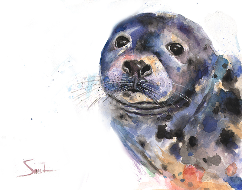 800x631 Seal Watercolor Print Watercolor Animal Paintings