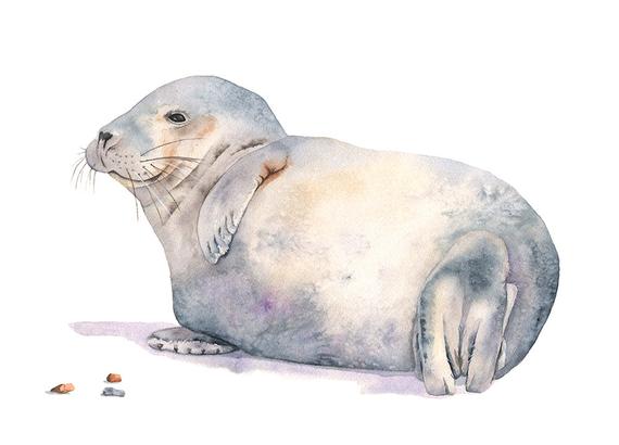 570x410 Seal Watercolor Painting Seal Print S4816 A3 Size Large Etsy