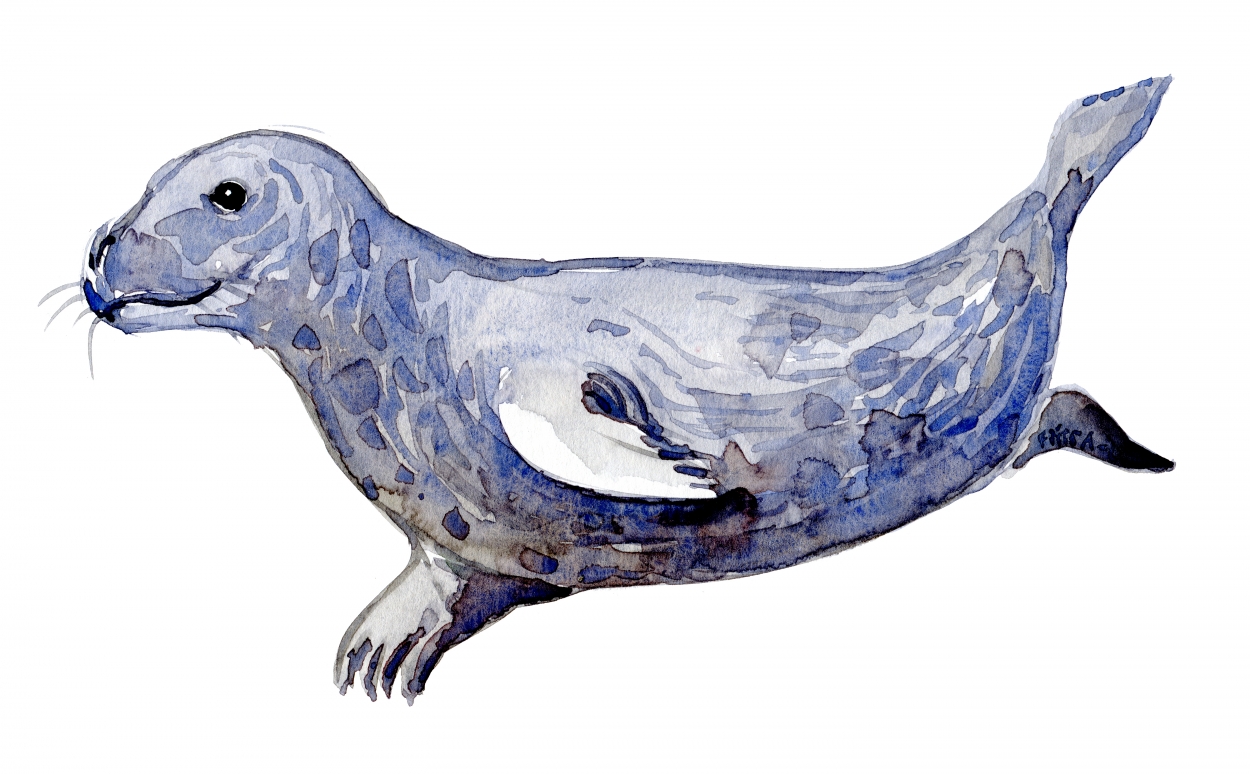1250x774 Grey Seal Under Water Watercolor Illustration By Frits Ahlefeldt