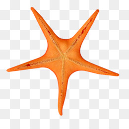 260x260 Download Starfish Seashell Watercolor