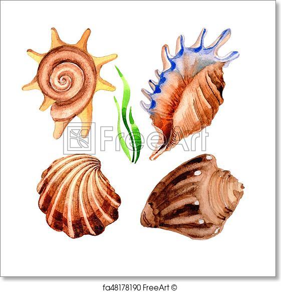 561x581 Free Art Print Of Watercolor Summer Beach Seashell Tropical