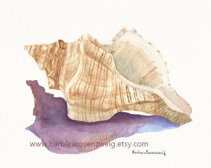 800x639 Gallery Watercolor Seashells Step By Step,