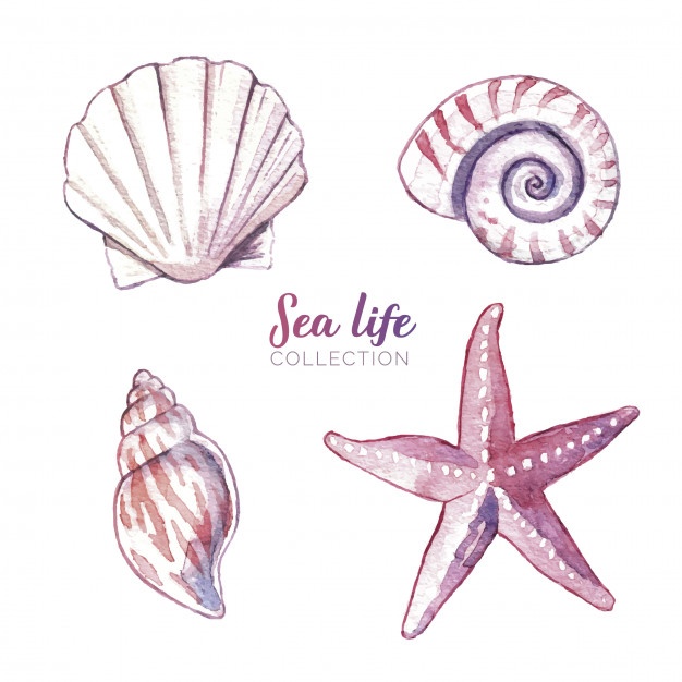 626x626 Seashells Vectors, Photos And Psd Files Free Download