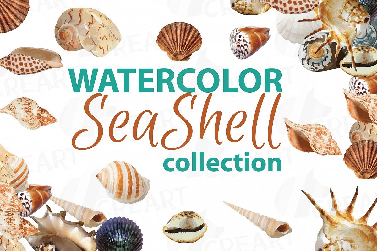 1200x800 Seashells Clip Art Collection, 16 Watercolor Sea Shell Pack With 1