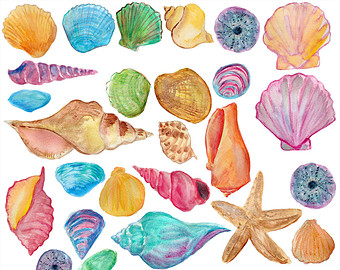 340x270 Shell Clipart Watercolor