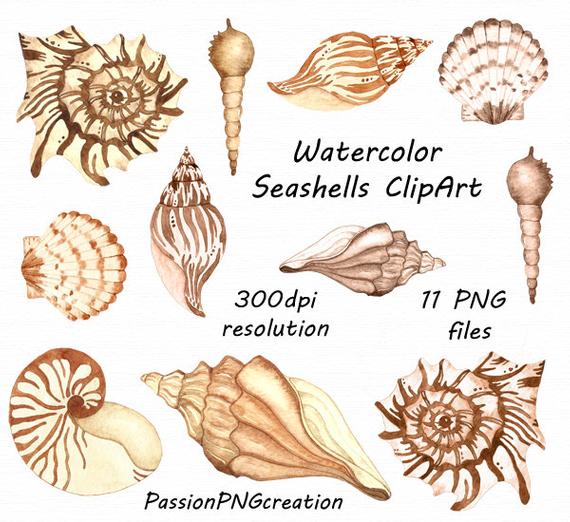 570x522 Watercolor Seashells Clipart Hand Drawn Seashells Shell Etsy