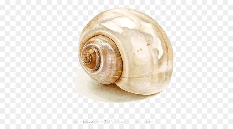 900x500 Watercolor Painting Drawing Seashell