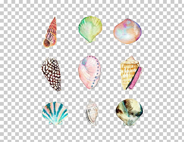 728x564 Watercolor Painting Seashell Drawing Beach , Shell, Nine Assorted