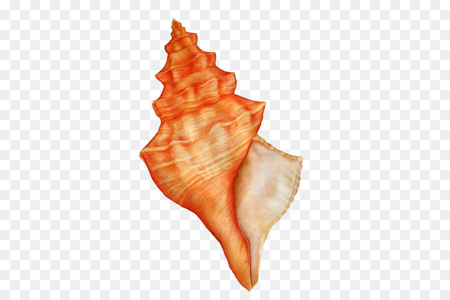 900x600 Watercolor Painting Watercolour Flowers Seashell