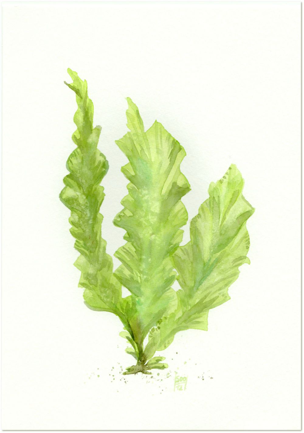 1000x1423 I Love The Exquisite Beauties Of The Underwater World. Inspired By