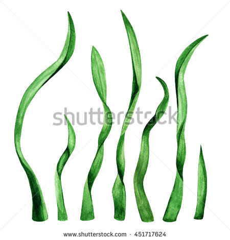 450x470 Ocean. Seaweed. Underwater Watercolor Clip Art Water Plants