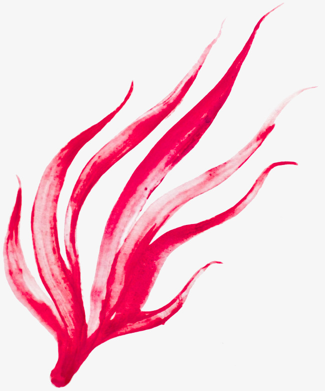 650x780 Pink Watercolor Seaweed, Watercolor Clipart, Seaweed Clipart, Pink