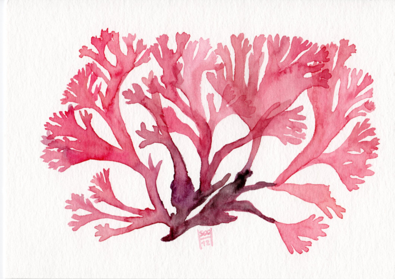 800x565 Red Seaweed Callophyllis Flabellata Watercolor