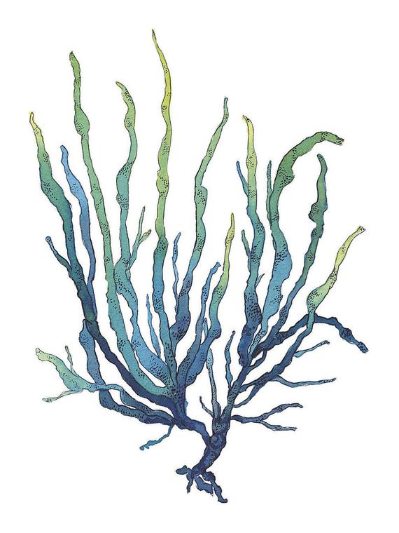 570x760 Blue And Green Seaweed Watercolor Painting Archival Art Print Etsy
