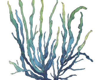 340x270 Seaweed Art Etsy