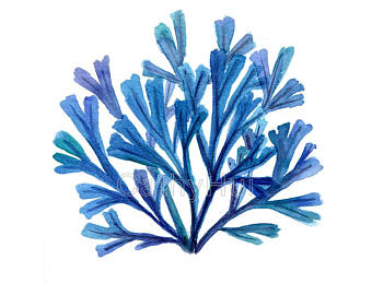 340x270 Seaweed Painting Etsy