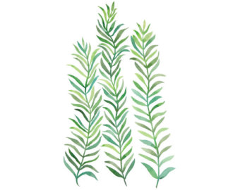 340x270 Seaweed Watercolor Etsy