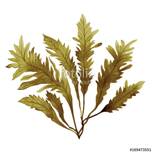 500x500 Brown Seaweed,kelp, Algae In The Ocean, Watercolor Hand Painted