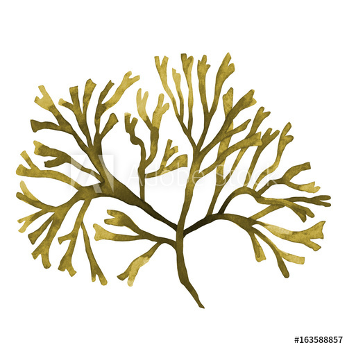 500x500 Brown Seaweed ,kelp, Algae In The Ocean Watercolor Hand Painted