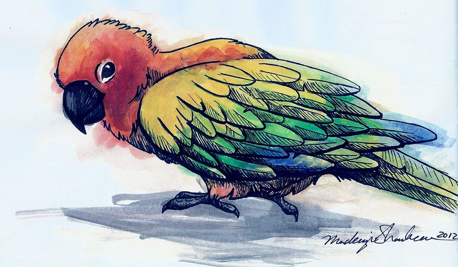 900x525 Sun Conure Sharpie N Watercolor By Moshypants