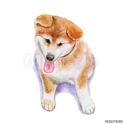 500x500 Watercolor Closeup Portrait Of Red Japanese Shiba Inu Puppy