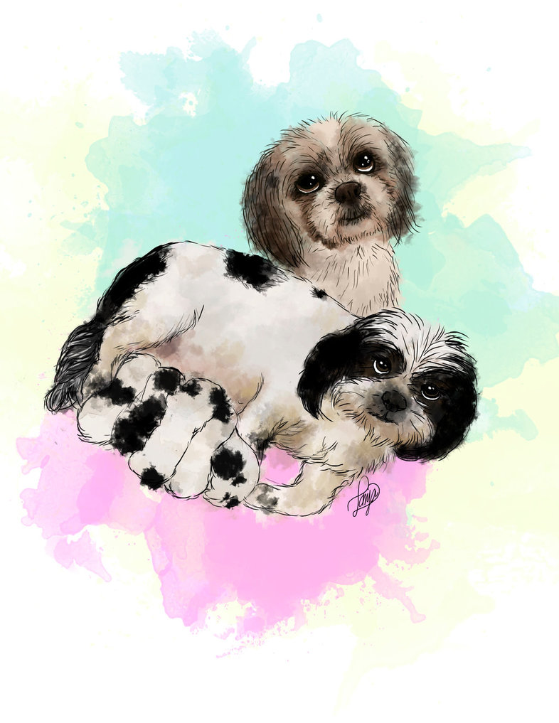786x1017 Shih Tzu