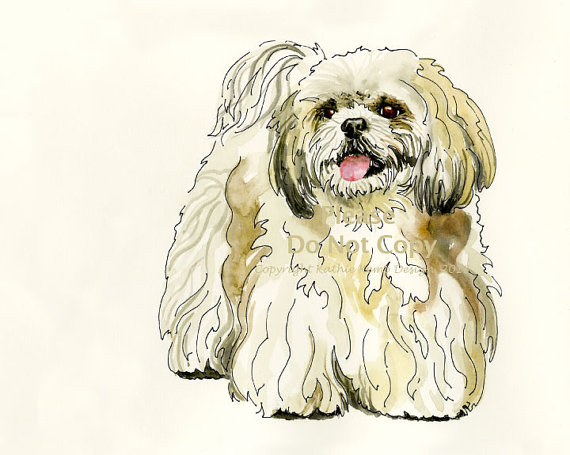 570x455 Shih Tzu Dog Drawing Pet Illustration Pen And Ink Watercolor Gift