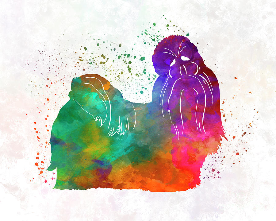 900x720 Shih Tzu In Watercolor Painting By Pablo Romero