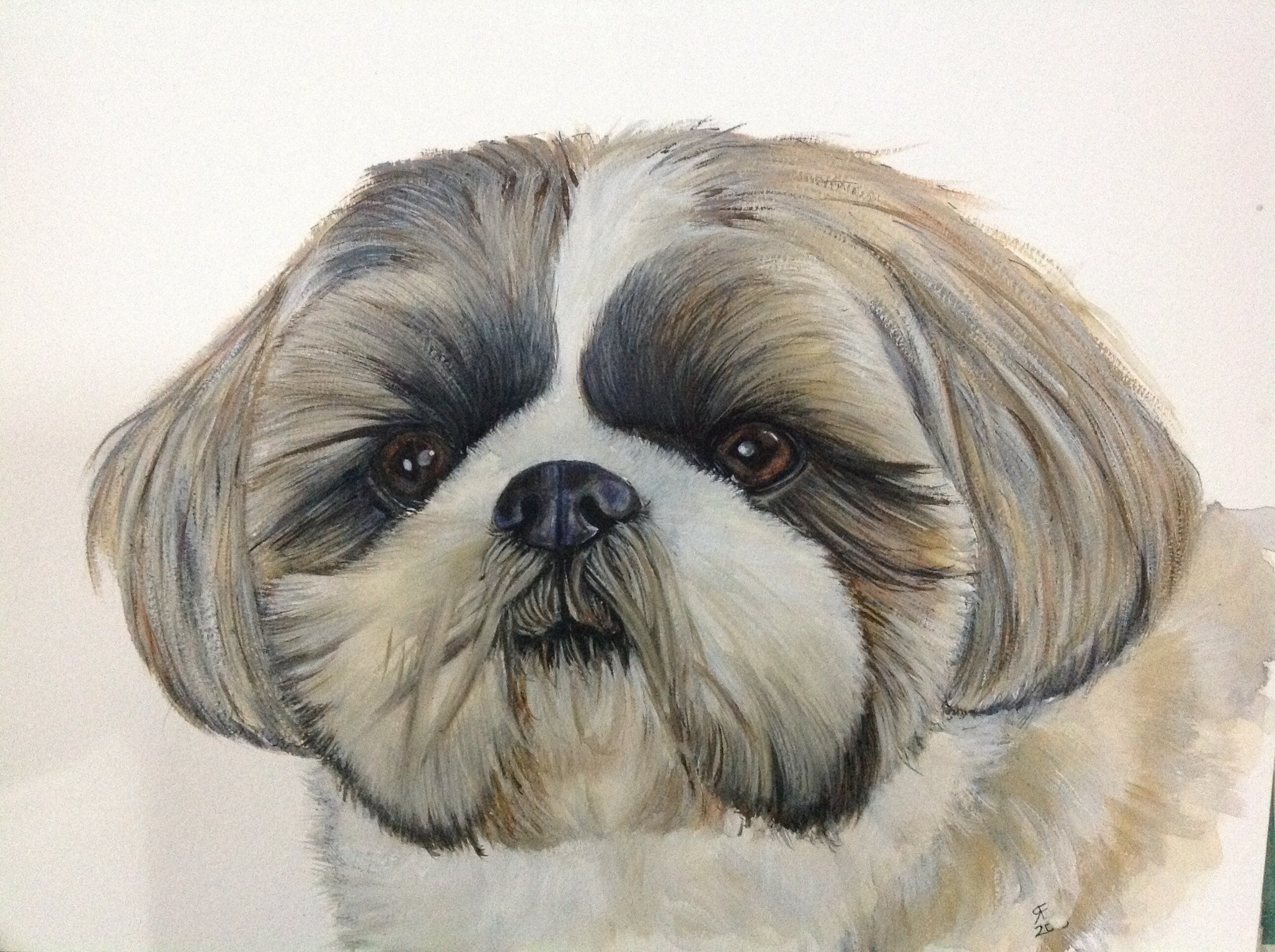 2056x1536 Tilly Watercolour Portrait Shih Tzu Dog Rebeccaevans Create