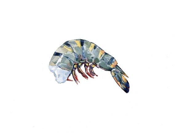 572x432 Shrimp Watercolor Art Watercolor, Food