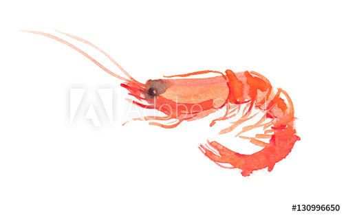 500x313 Single Orange Shrimp Painted In Watercolor On Clean White