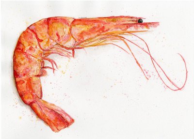 400x287 Watercolor Shrimp By Taylorpentonart