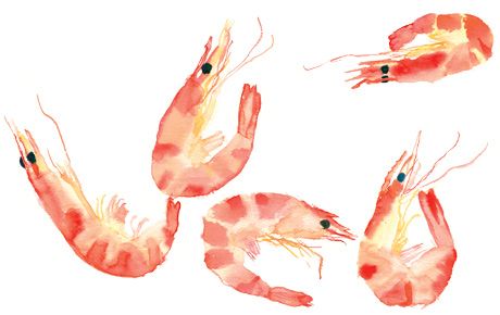 460x290 Prawns Shrimp Watercolor