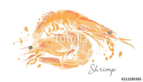 500x288 Shrimp Vector Illustration In Watercolor. Stock Image And