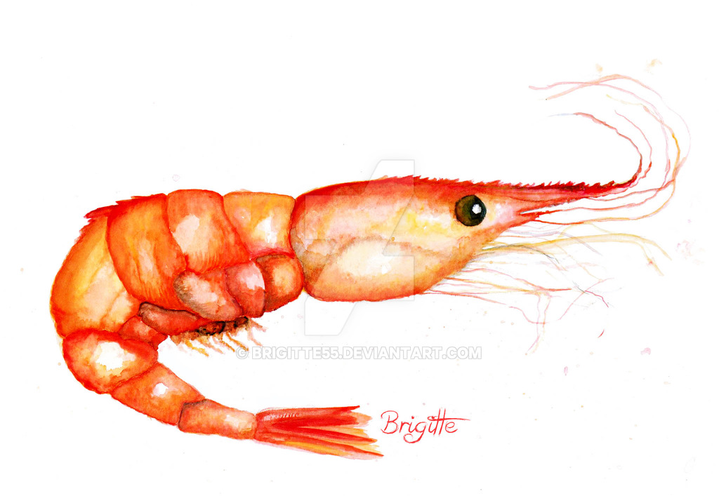 1024x707 Shrimp Watercolor By Brigitte55