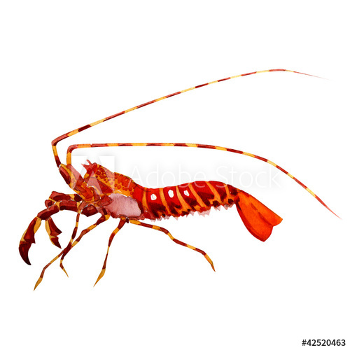 500x500 Shrimp. Watercolor Painting