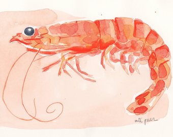340x270 Prawn Watercolour Etsy