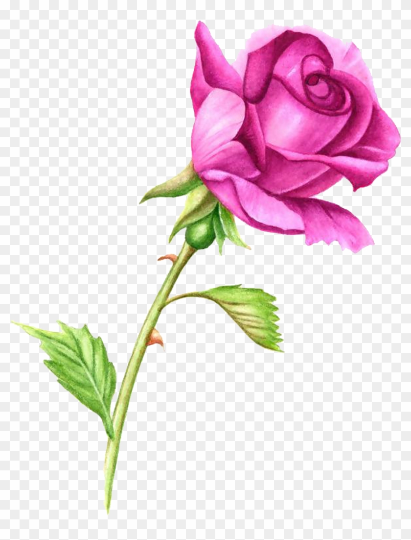 840x1102 Rose Plant Stem Pink Watercolor Painting Clip Art