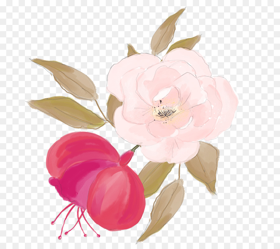 900x800 Centifolia Roses Watercolor Painting Flower Illustration