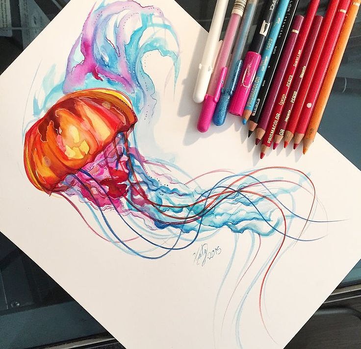 736x712 Jellyfish Watercolor Tattoo Sketch